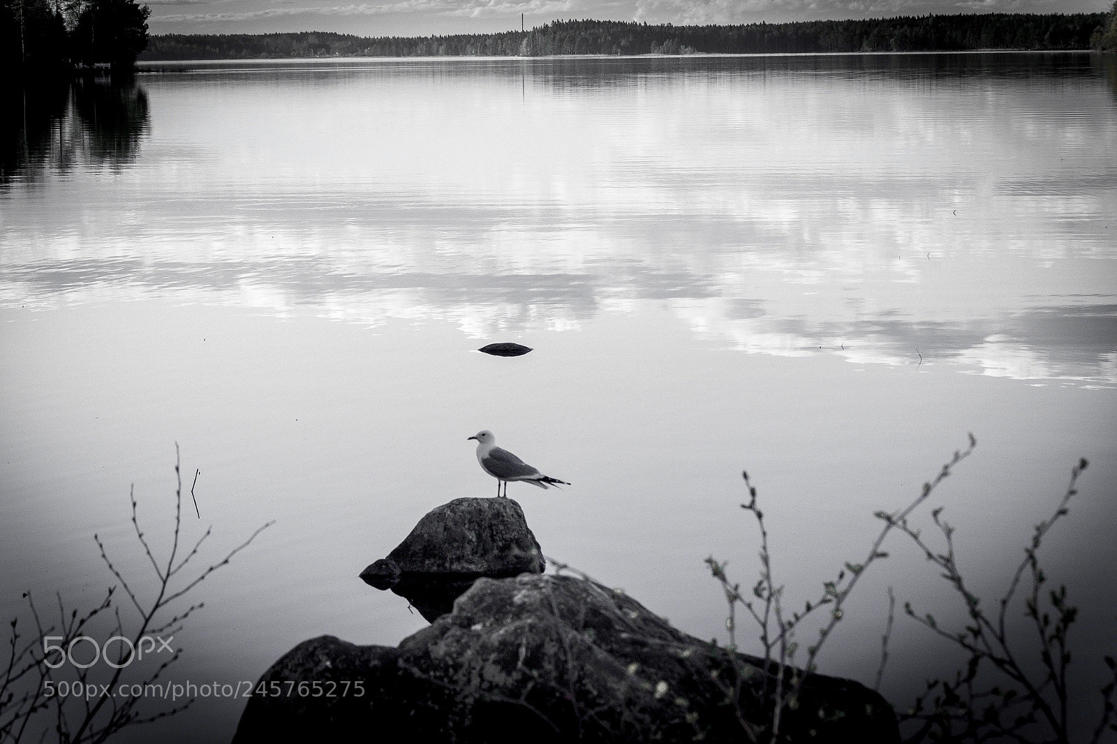Canon EOS 600D (Rebel EOS T3i / EOS Kiss X5) sample photo. Bird on the rocks photography
