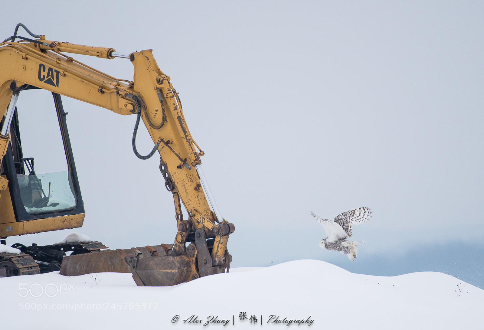 Nikon D500 sample photo. Snowy owl photography