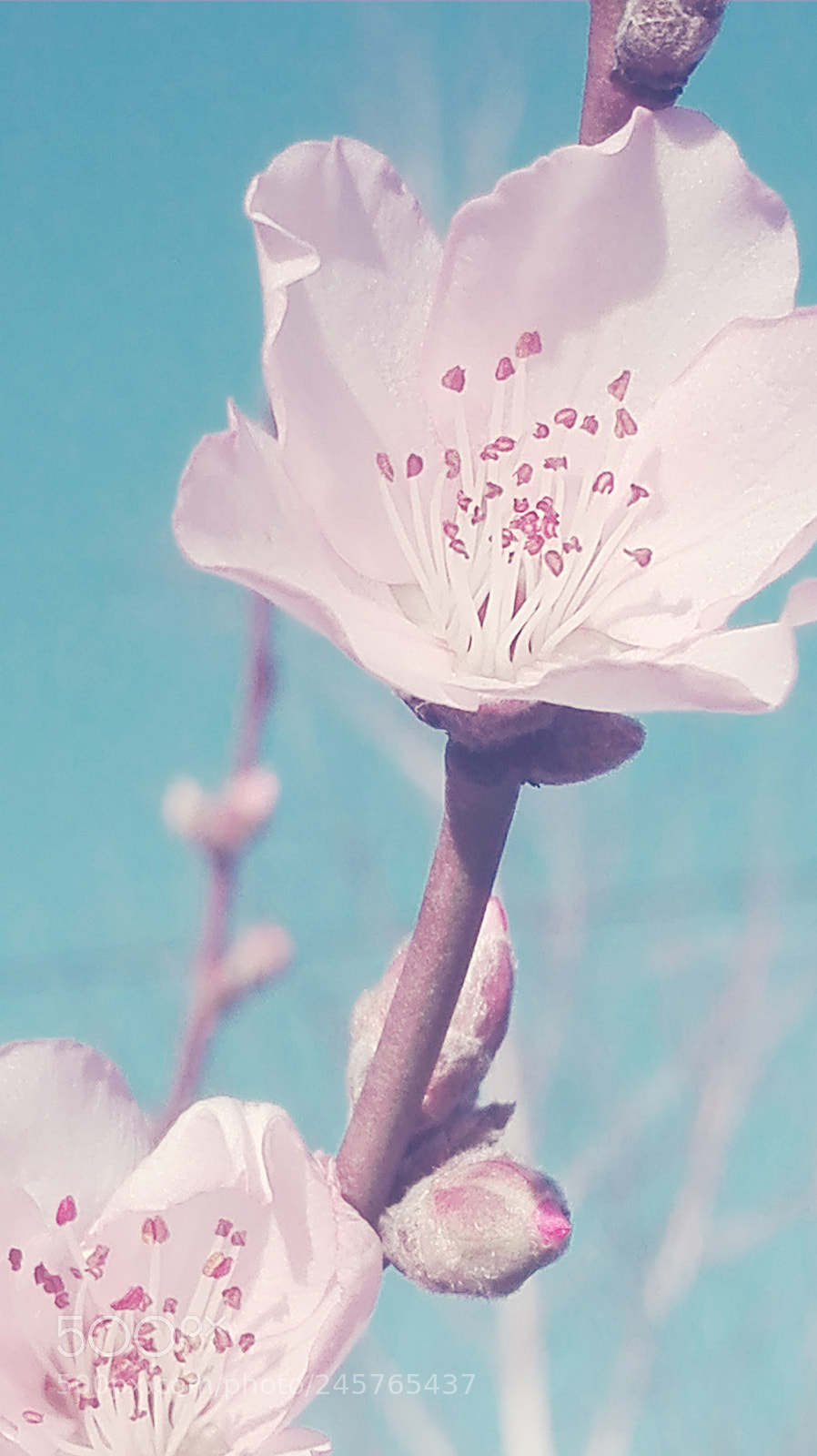 HUAWEI P8 Lite sample photo. Untitled photography