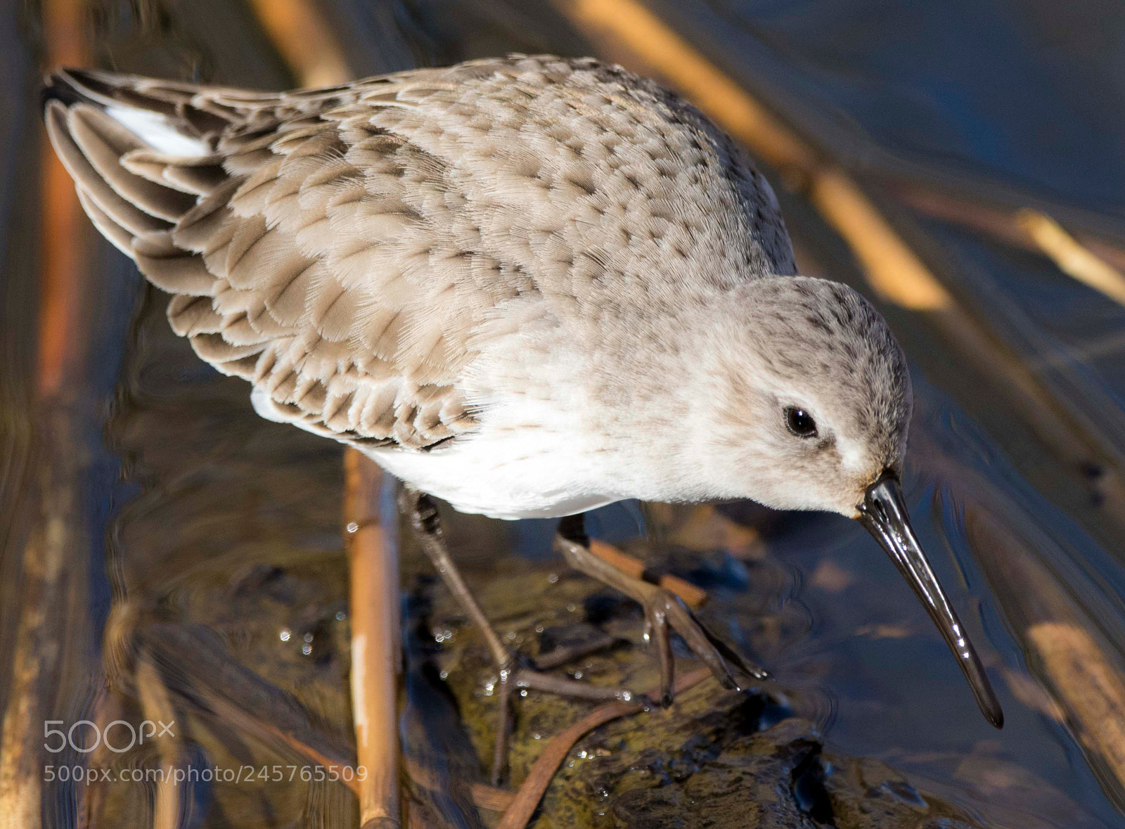 Canon EOS 7D Mark II sample photo. Le b casseau variable photography