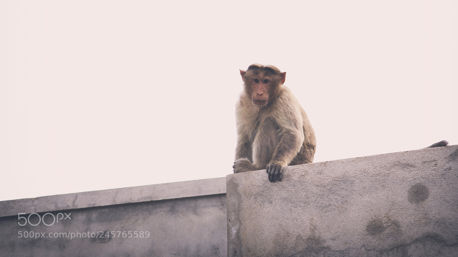 Canon EOS 700D (EOS Rebel T5i / EOS Kiss X7i) sample photo. Monkey photography