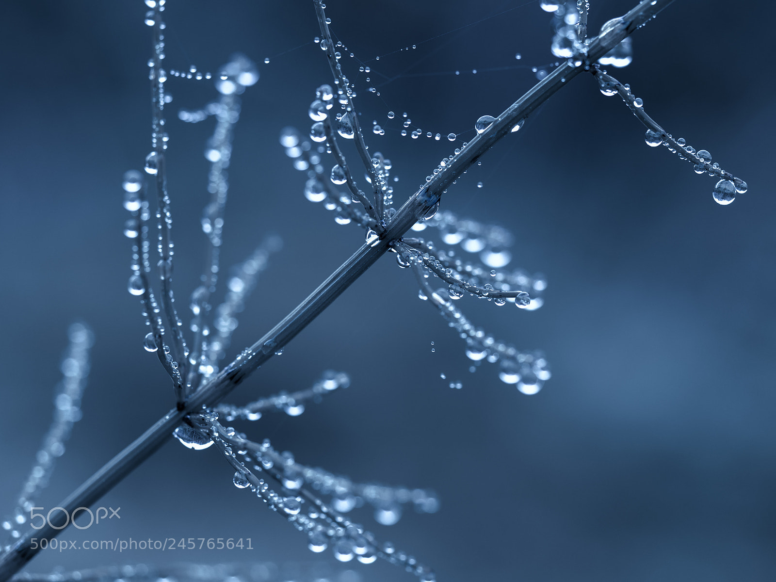 Olympus OM-D E-M5 II sample photo. After the rain photography
