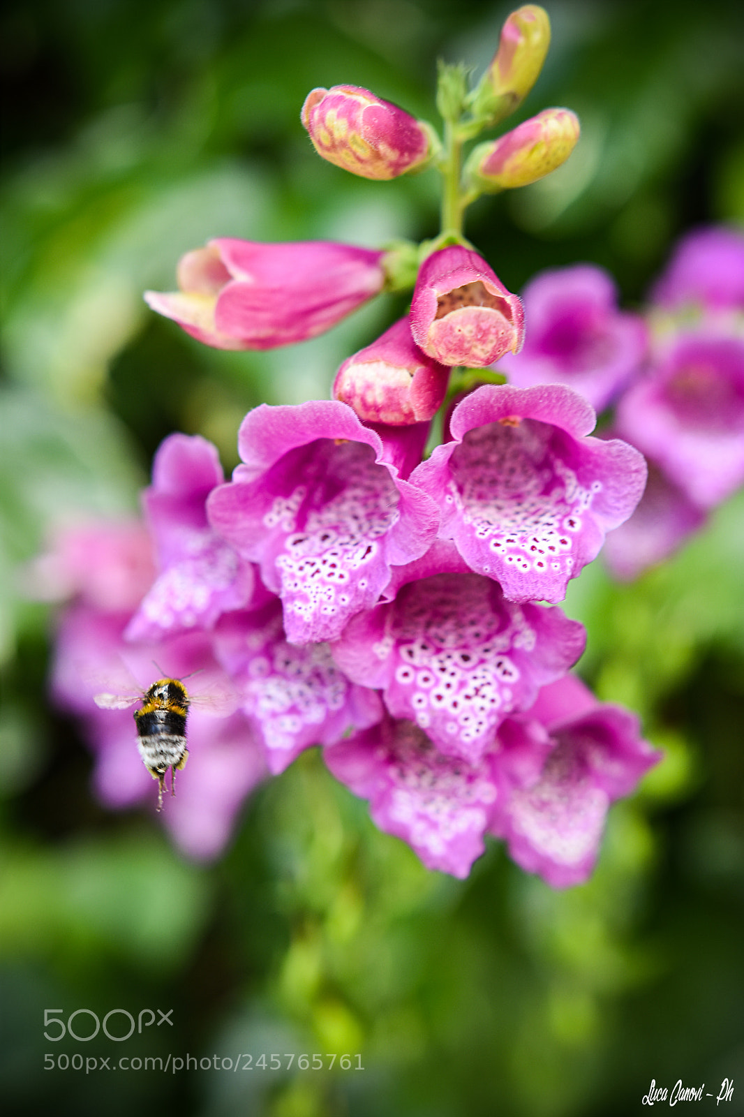 Nikon D7200 sample photo. Beeezz photography