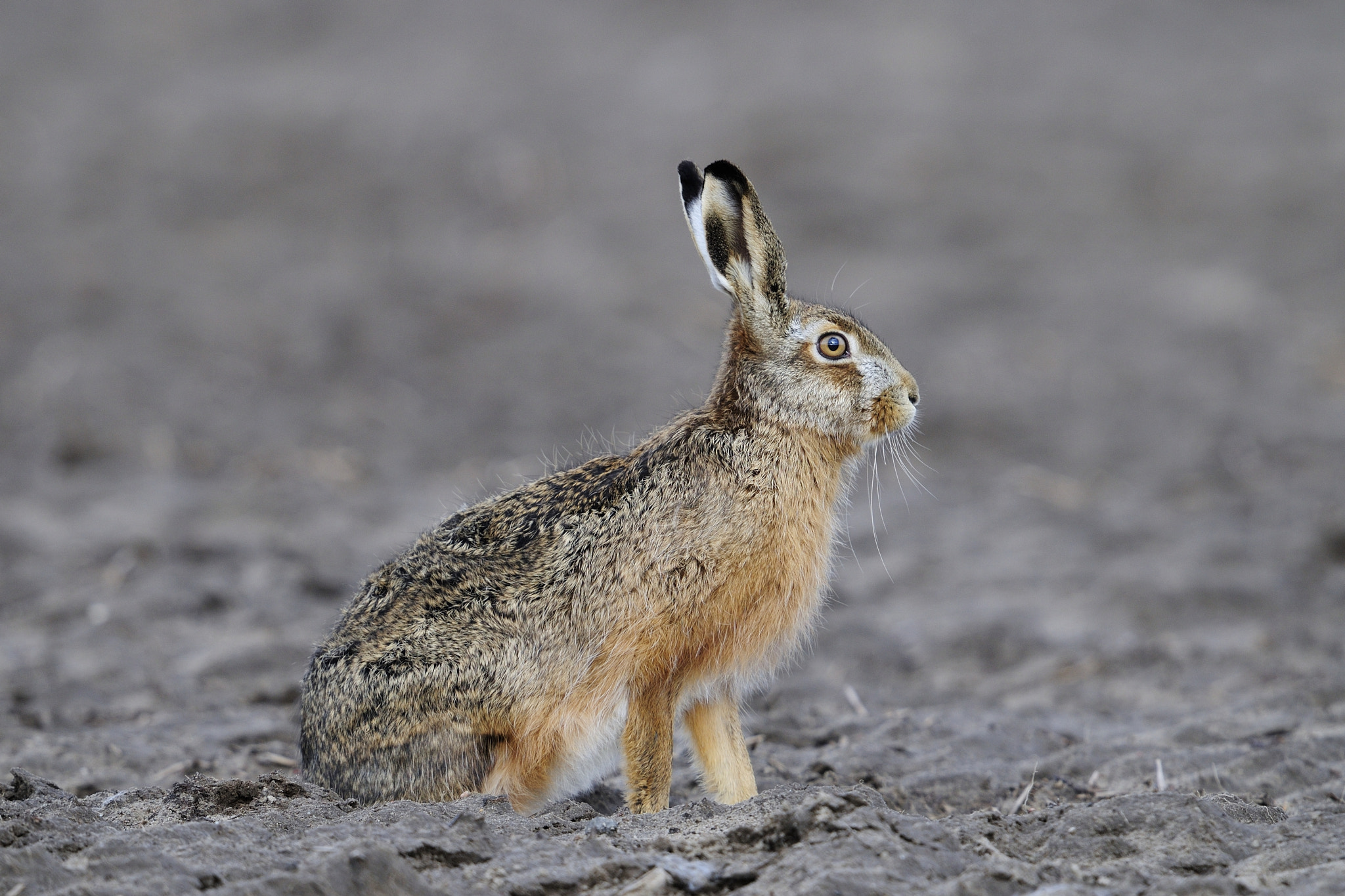 Nikon AF-S Nikkor 600mm F4G ED VR sample photo. European hare / hase photography