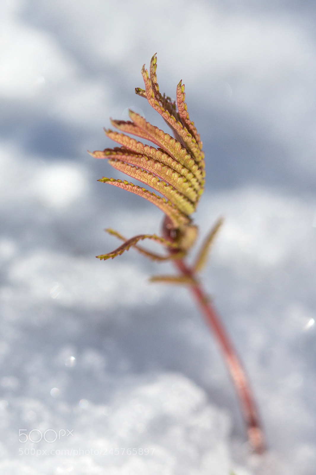 Canon EOS 700D (EOS Rebel T5i / EOS Kiss X7i) sample photo. Faire un signe make photography