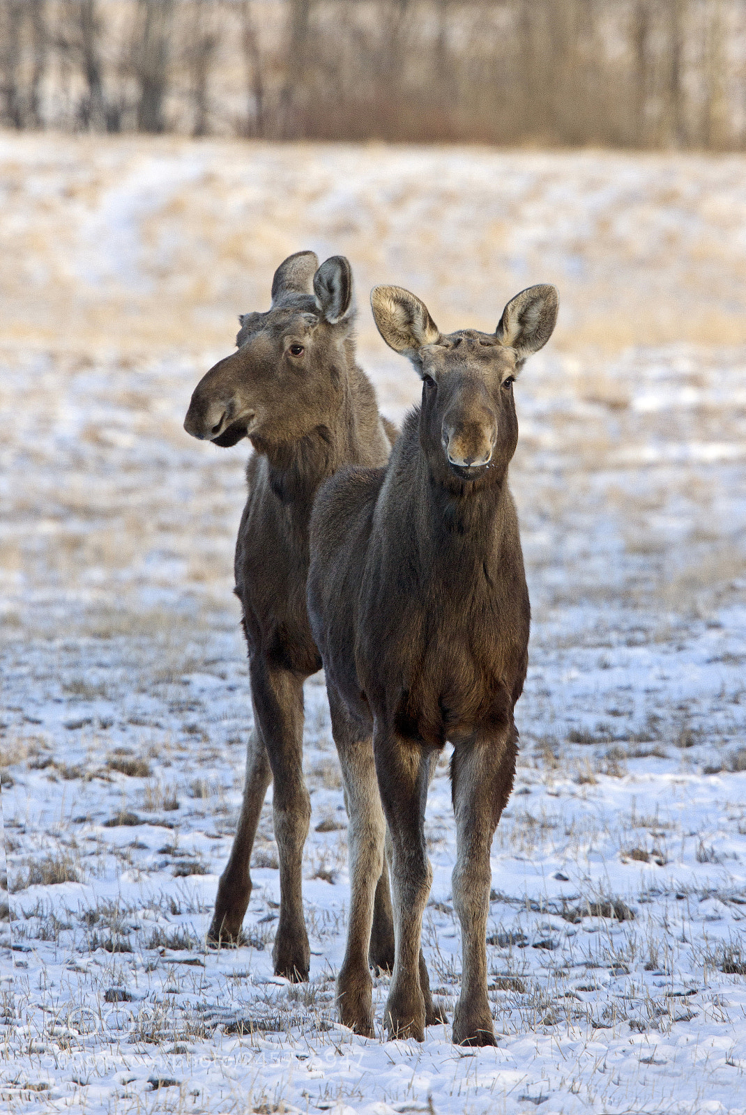 Canon EOS-1Ds Mark III sample photo. Cow and calf photography