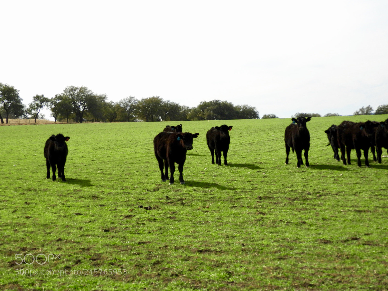 Nikon Coolpix B700 sample photo. Angus cattle in bright photography