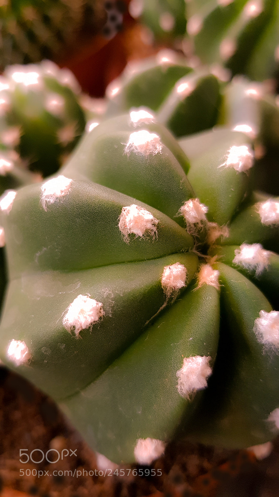 Samsung Galaxy S8 sample photo. A round cactus photography