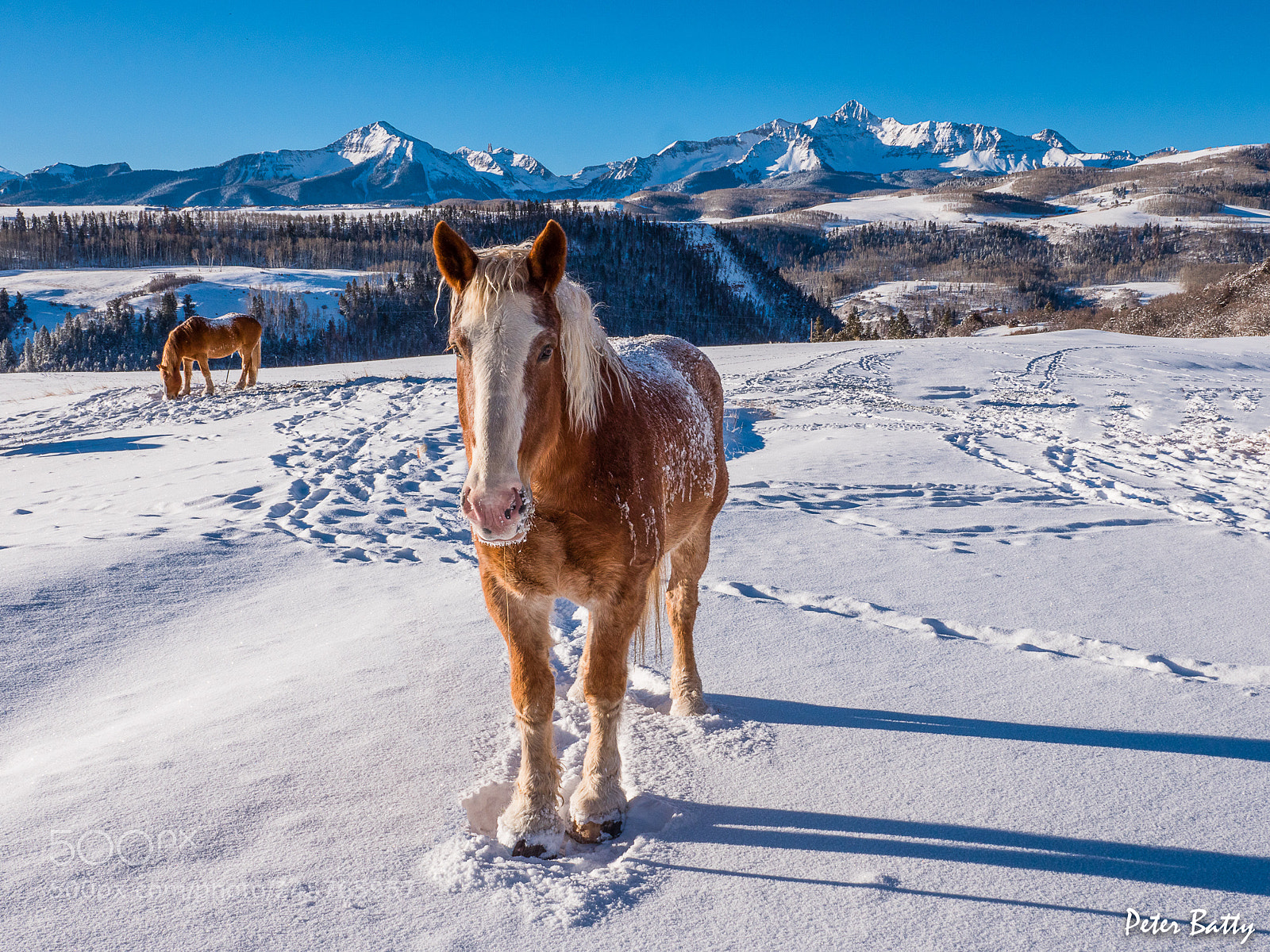 Panasonic Lumix DC-G9 sample photo. Horse on a chilly photography