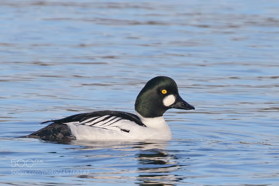 Canon EOS 7D Mark II sample photo. Goldeneye photography