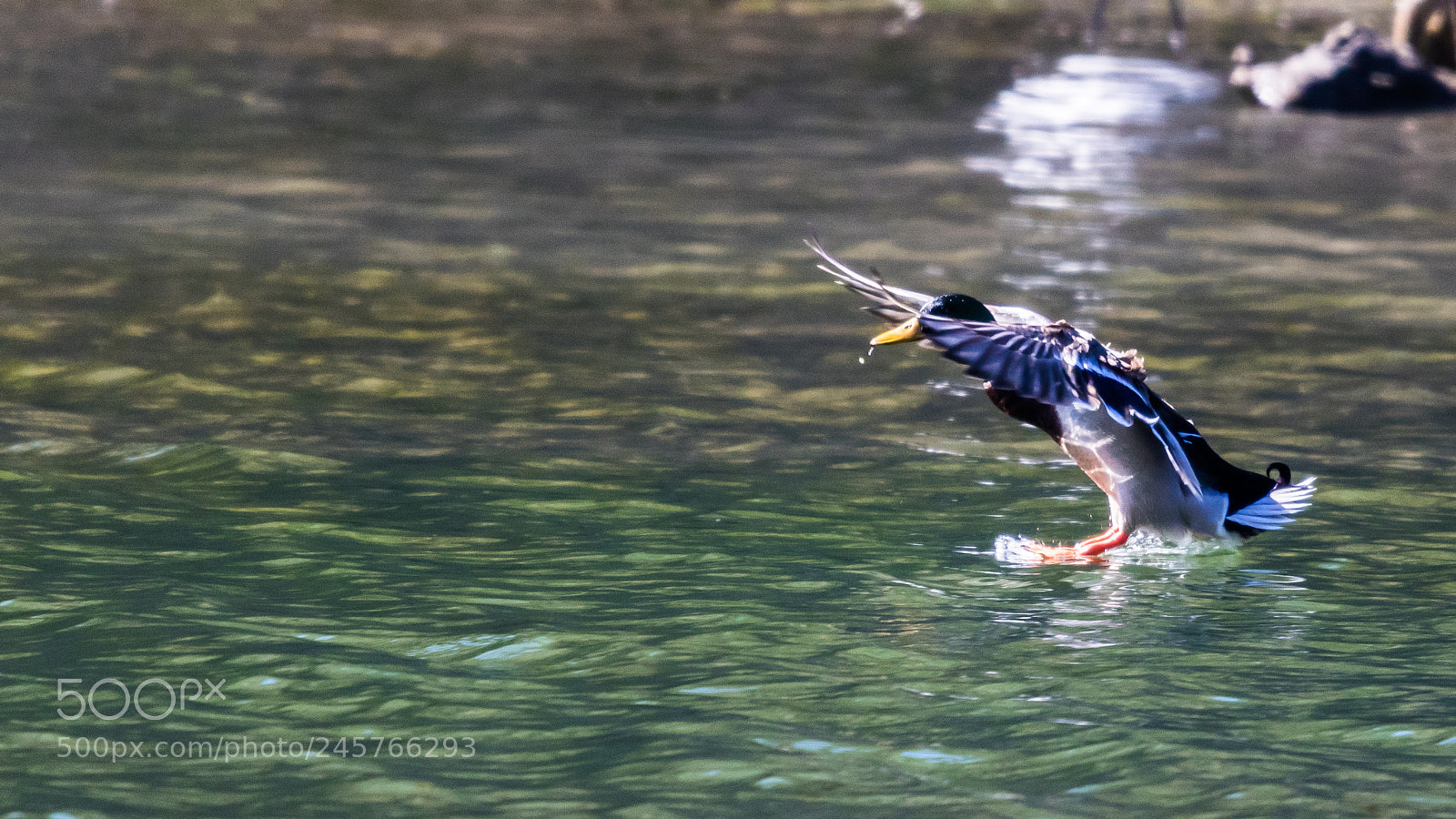 Canon EOS 750D (EOS Rebel T6i / EOS Kiss X8i) sample photo. Splash landing photography