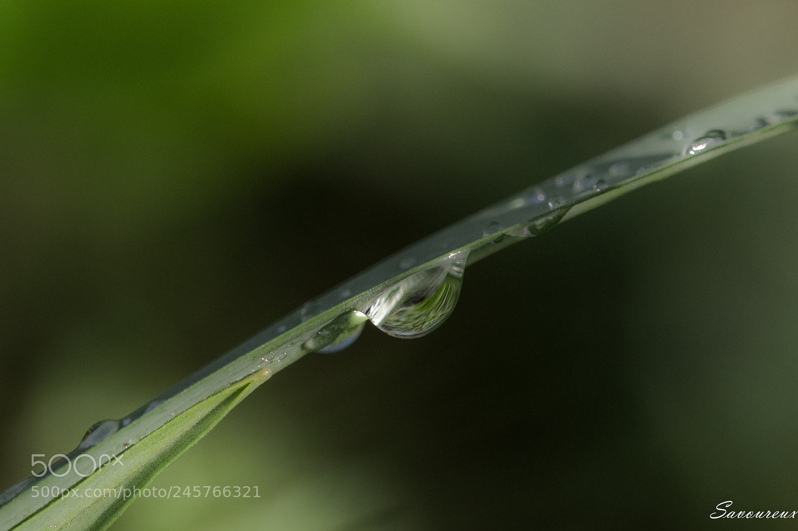 Nikon D5500 sample photo. *** photography