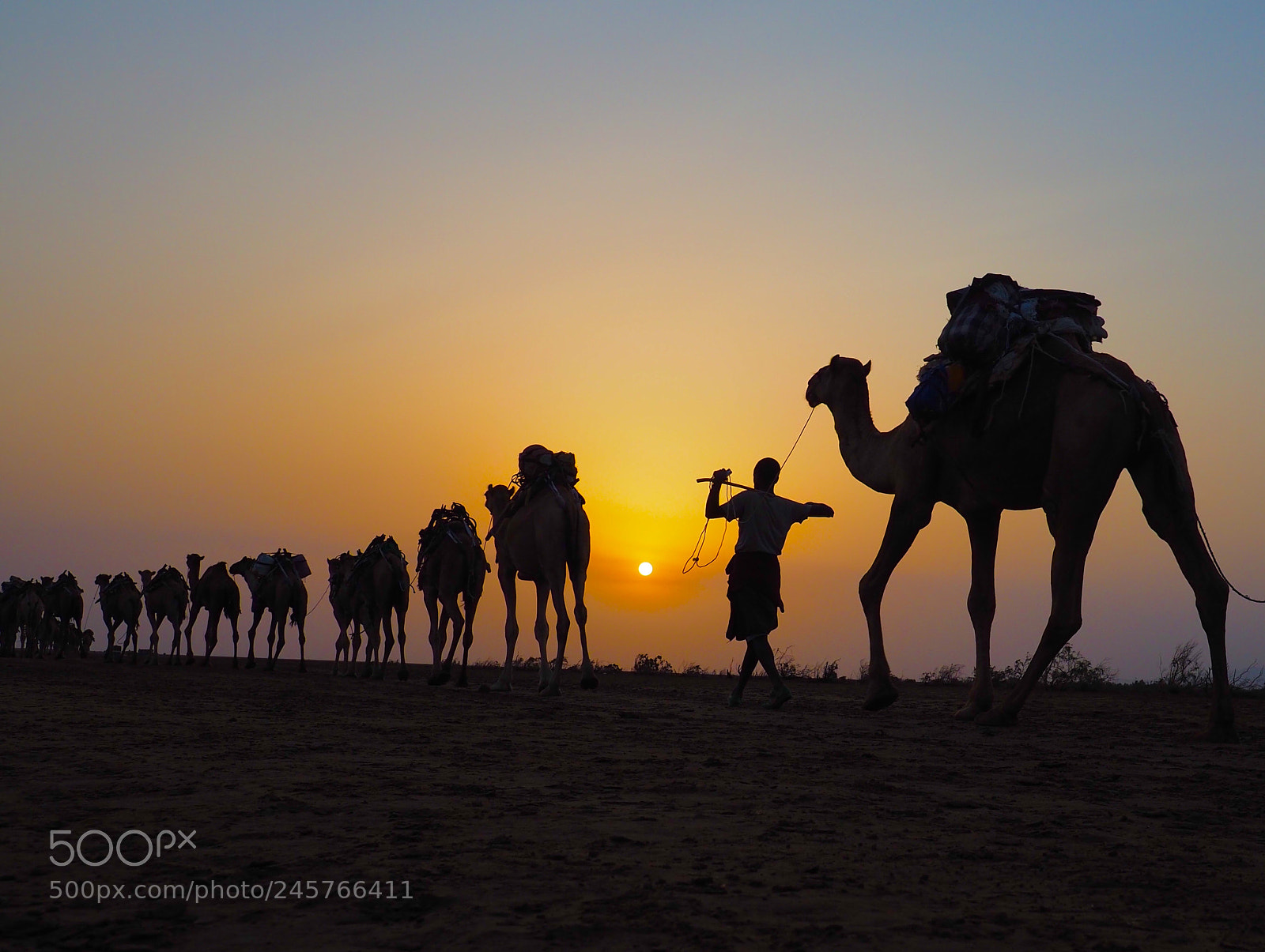 Olympus OM-D E-M5 II sample photo. Camel caravan heading to photography