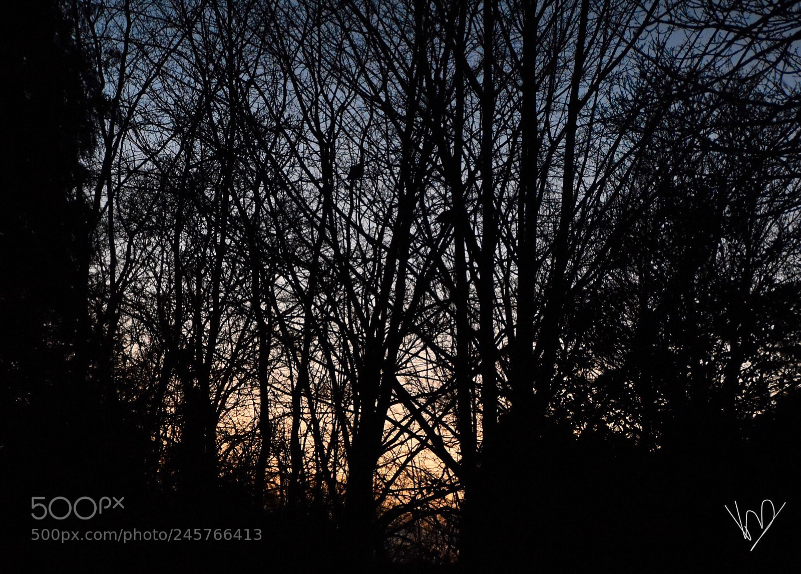 Nikon D5600 sample photo. Sunsetting behind trees photography