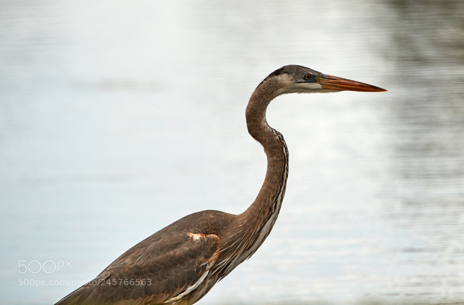 Canon EOS-1D X Mark II sample photo. 02-11-18-0003287.jpg photography