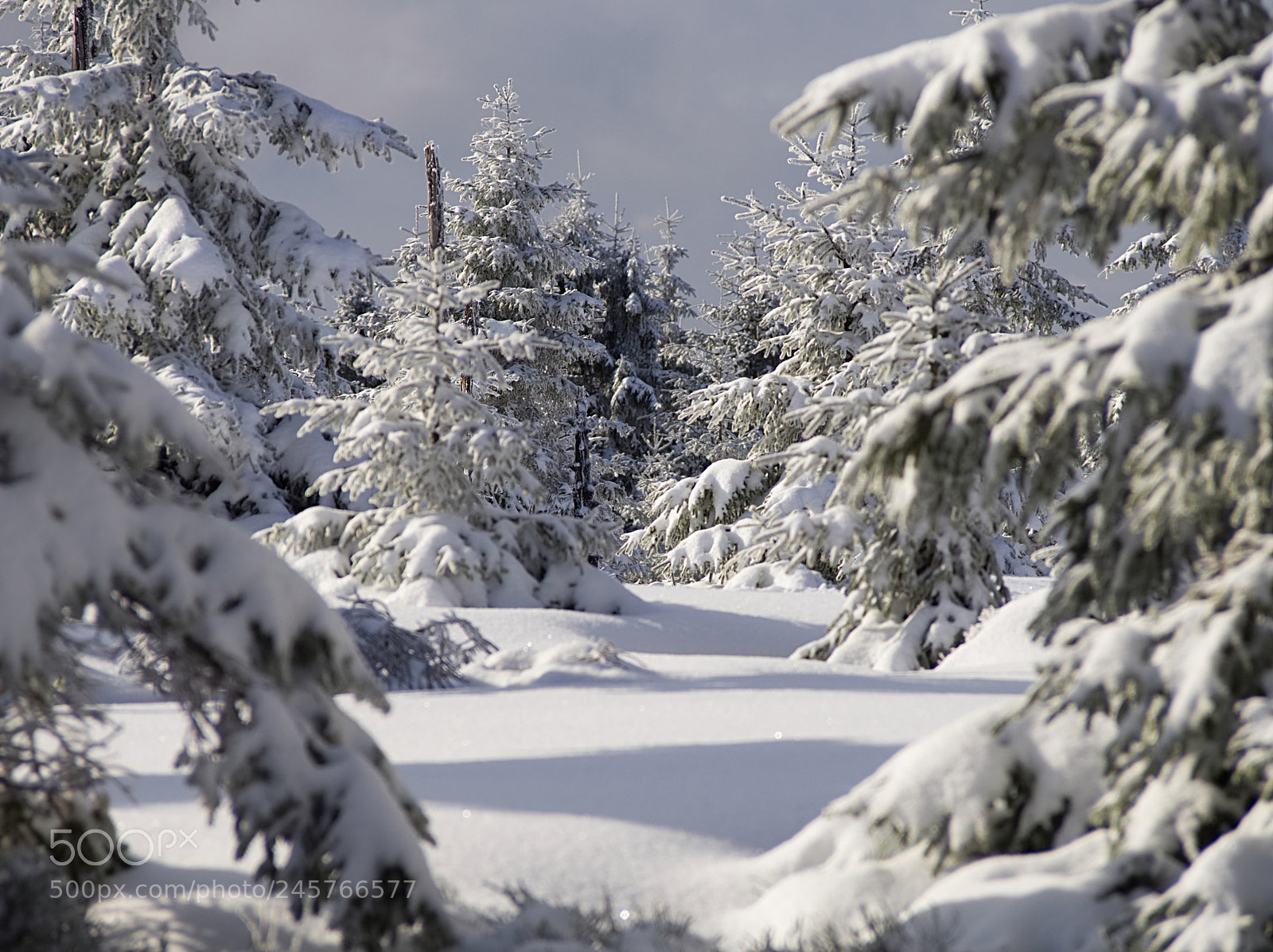 Olympus OM-D E-M10 sample photo. Winter im harz photography
