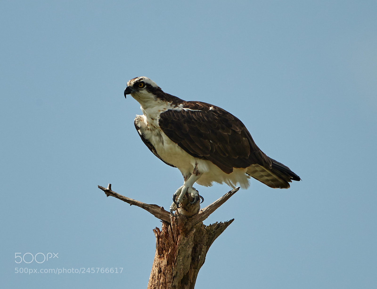 Canon EOS-1D X Mark II sample photo. 02-11-18-0003284.jpg photography