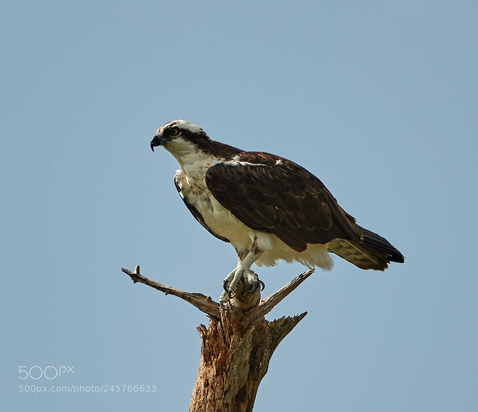 Canon EOS-1D X Mark II sample photo. 02-11-18-0003283.jpg photography