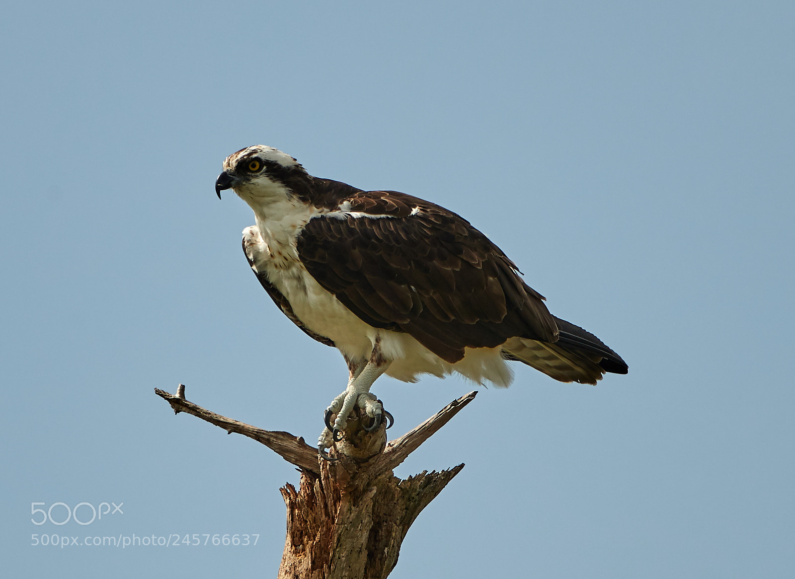 Canon EOS-1D X Mark II sample photo. 02-11-18-0003282.jpg photography