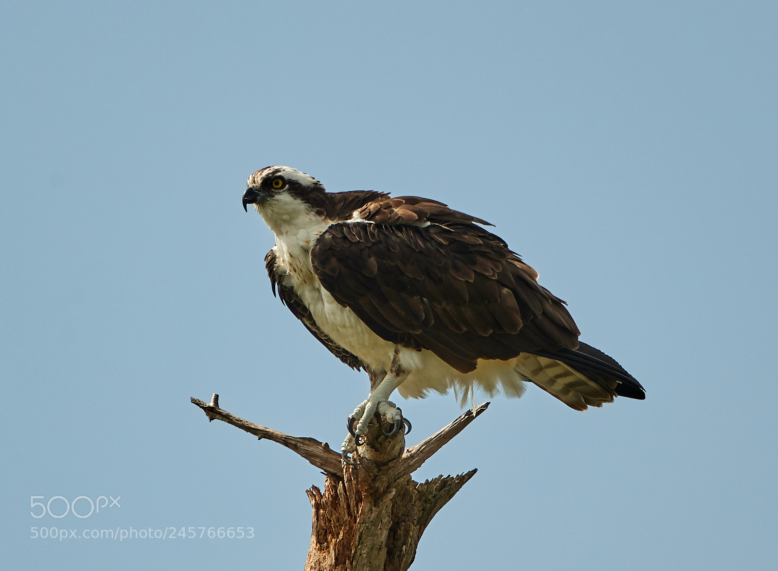 Canon EOS-1D X Mark II sample photo. 02-11-18-0003280.jpg photography