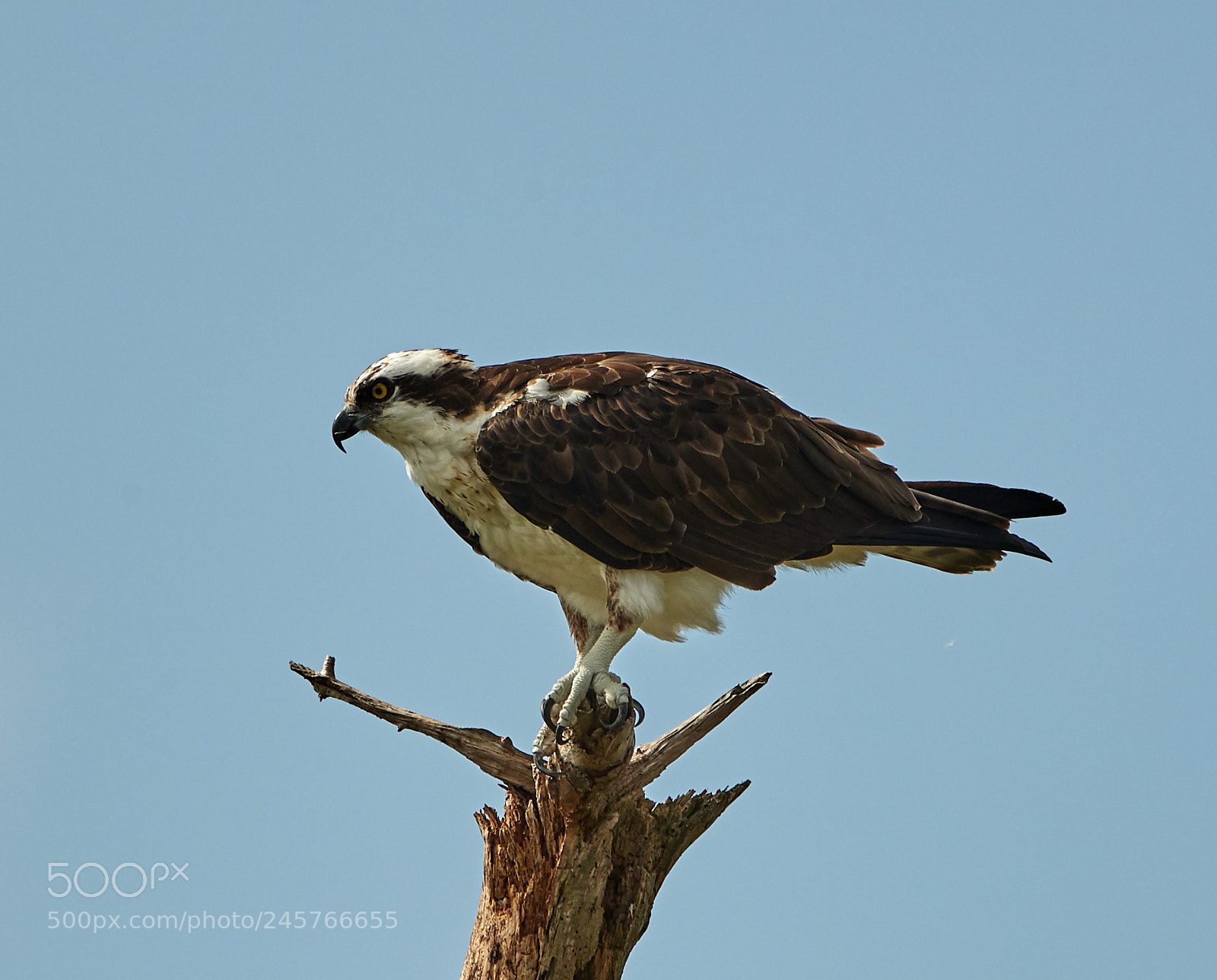 Canon EOS-1D X Mark II sample photo. 02-11-18-0003279.jpg photography
