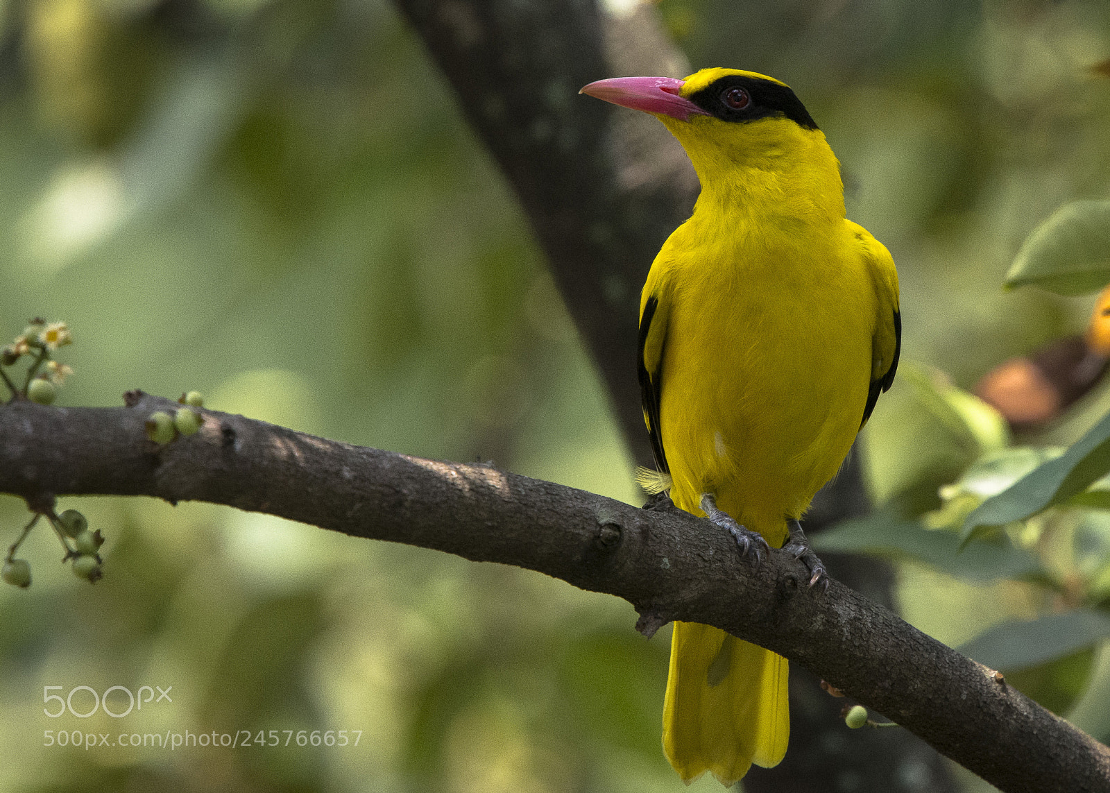 Nikon D7200 sample photo. Oriole looking majestic photography