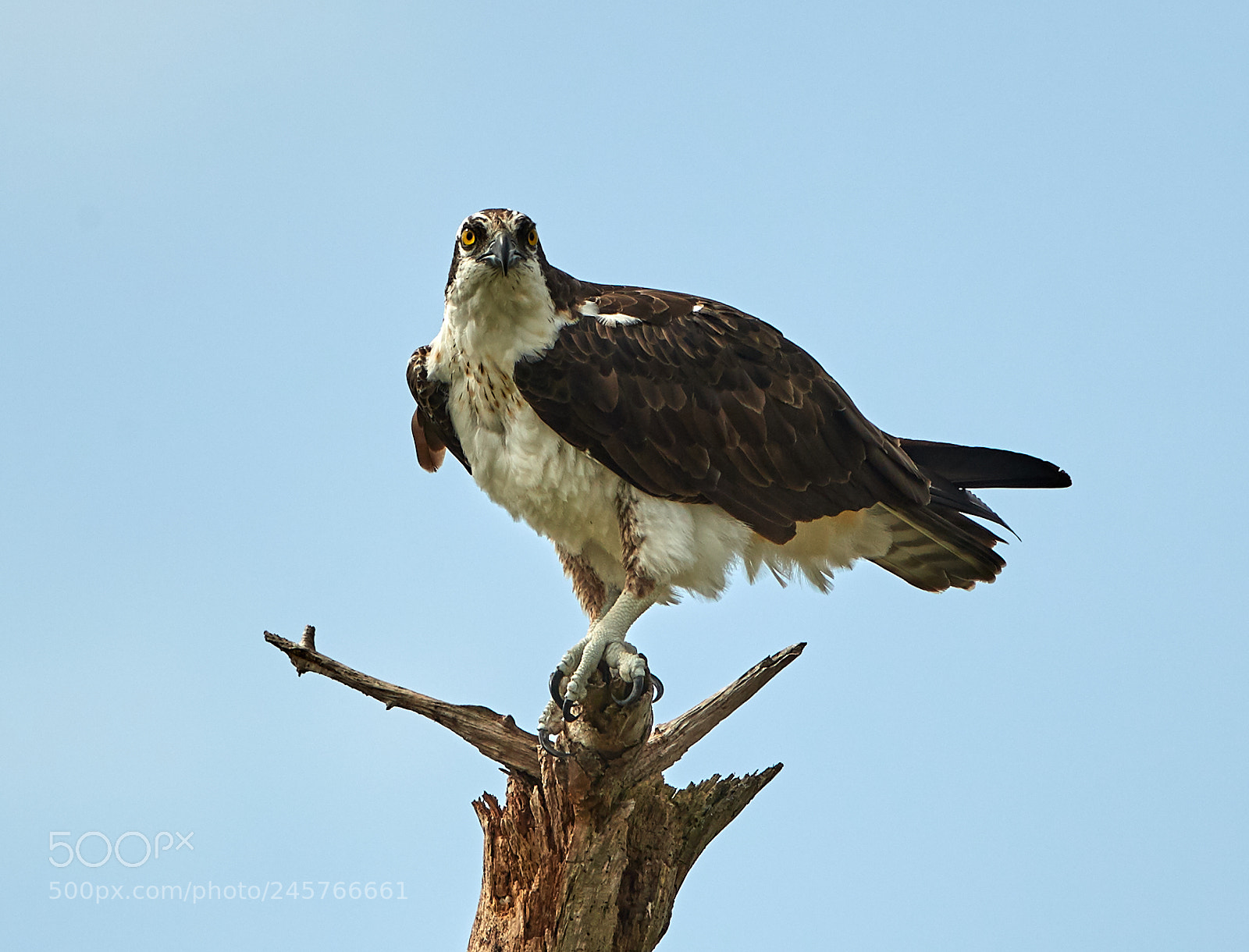 Canon EOS-1D X Mark II sample photo. 02-11-18-0003278.jpg photography