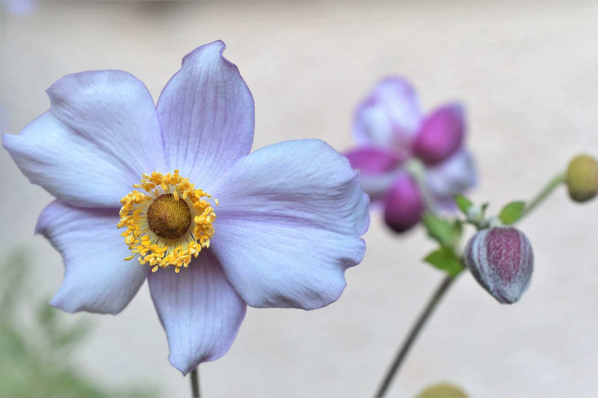 Nikon AF-S DX Micro Nikkor 40mm F2.8 sample photo. Strictly wonderful! photography