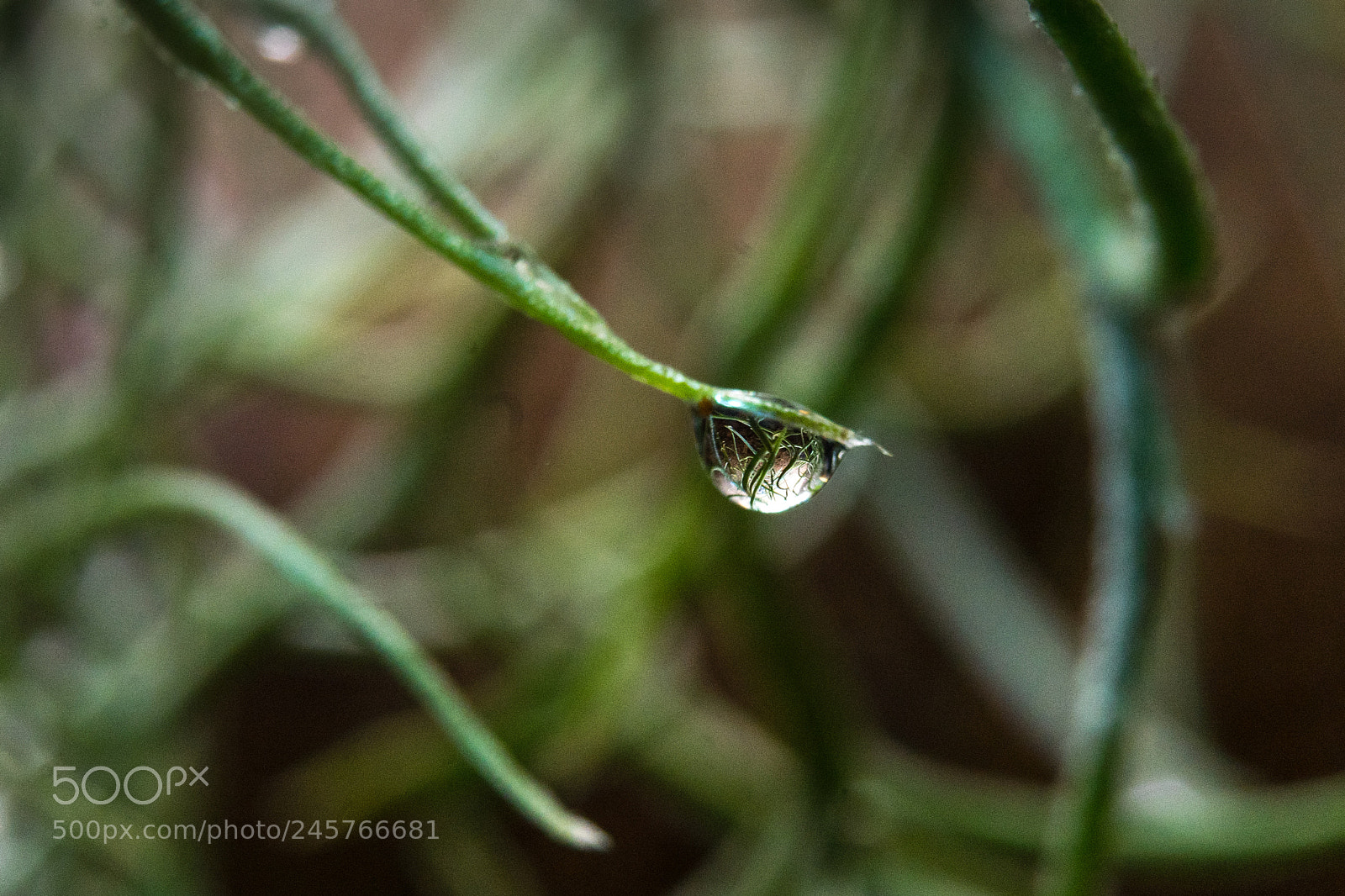 Sony a7 II sample photo. 036/365: drop photography