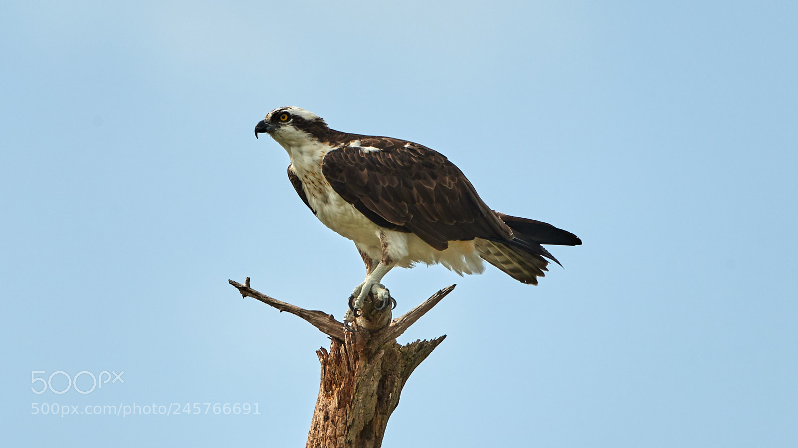 Canon EOS-1D X Mark II sample photo. 02-11-18-0003277.jpg photography