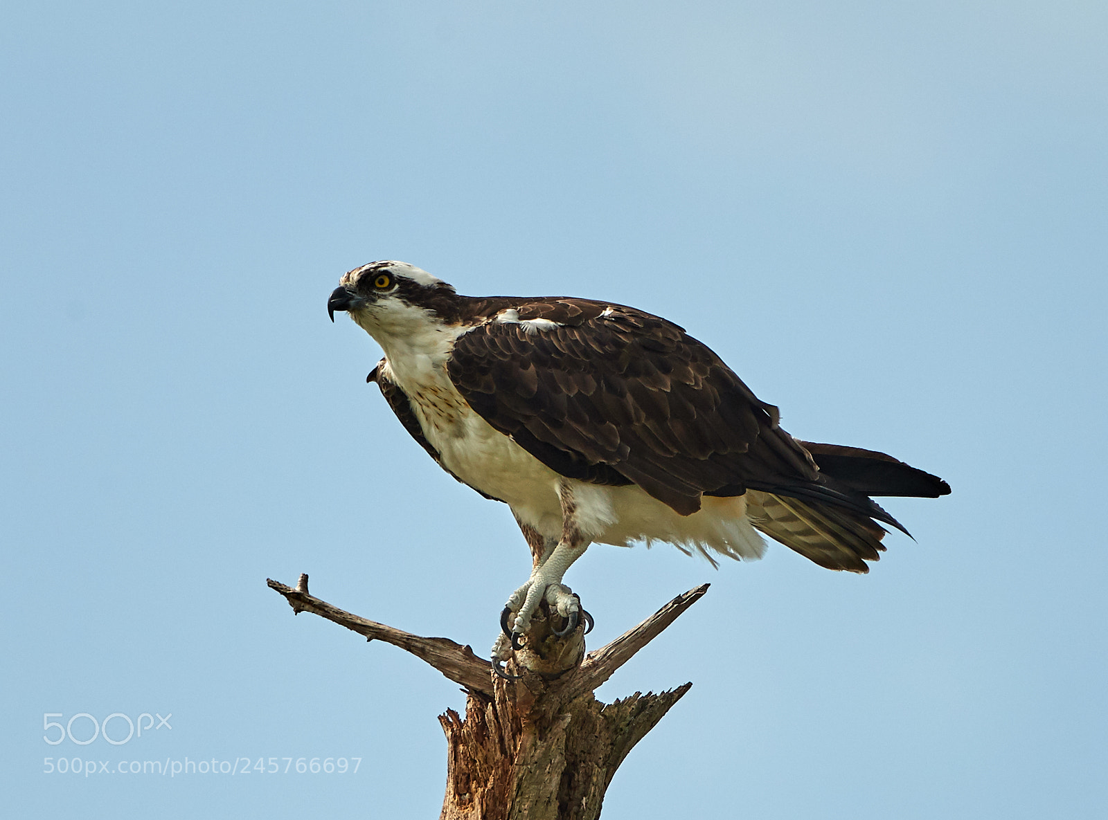 Canon EOS-1D X Mark II sample photo. 02-11-18-0003275.jpg photography