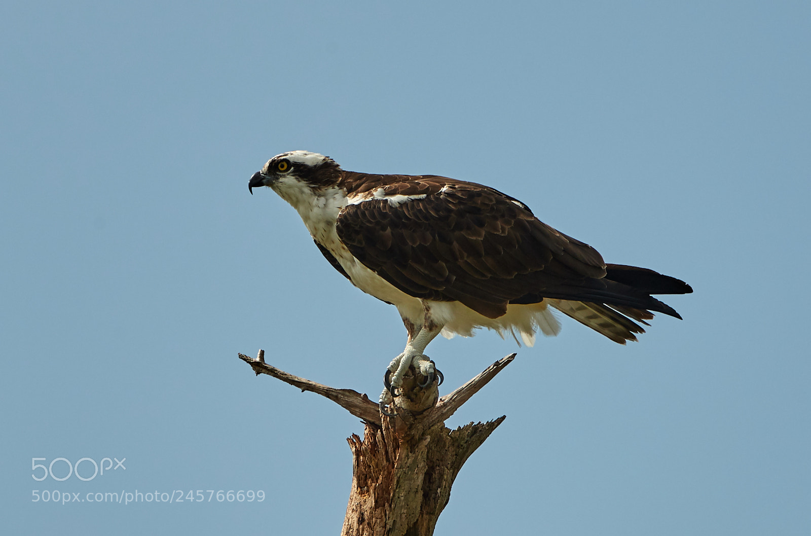 Canon EOS-1D X Mark II sample photo. 02-11-18-0003274.jpg photography