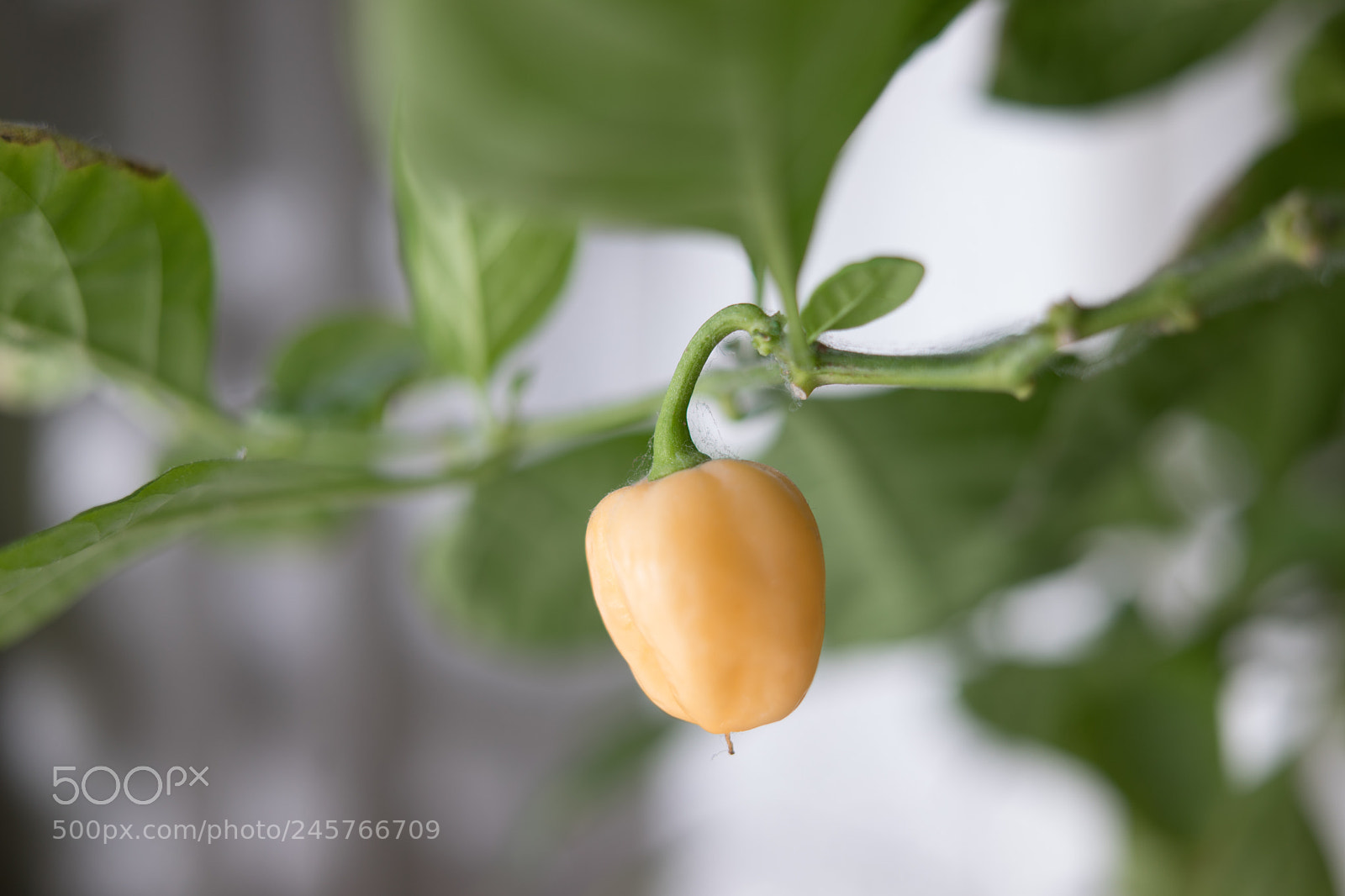Sony a7 II sample photo. 038/365: chili photography