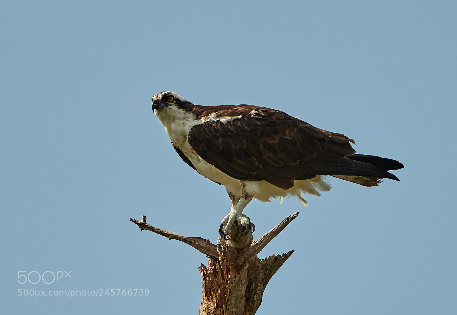 Canon EOS-1D X Mark II sample photo. 02-11-18-0003272.jpg photography
