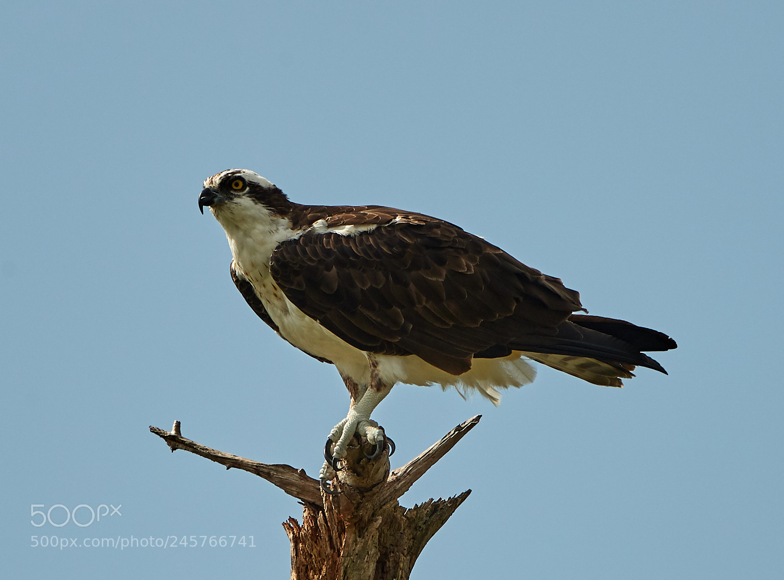 Canon EOS-1D X Mark II sample photo. 02-11-18-0003271.jpg photography