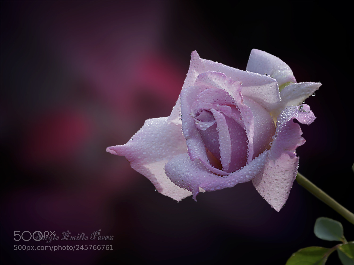 Canon PowerShot SX40 HS sample photo. The purpose of life... photography