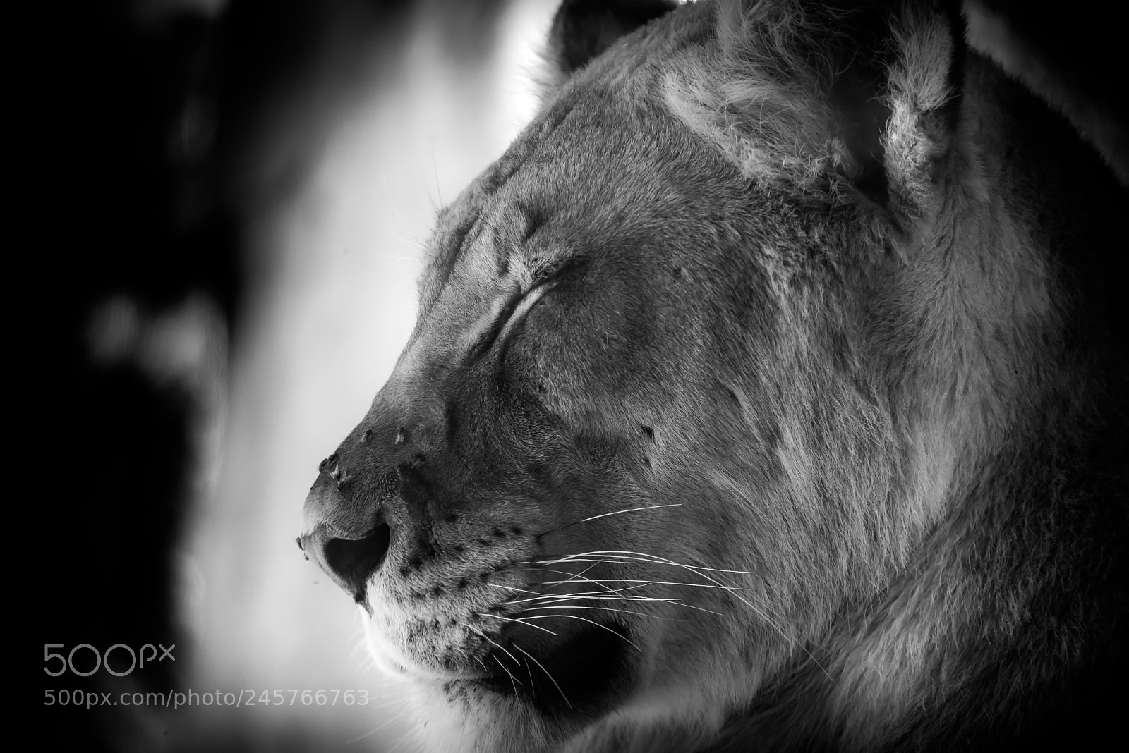 Nikon D810 sample photo. Lion photography
