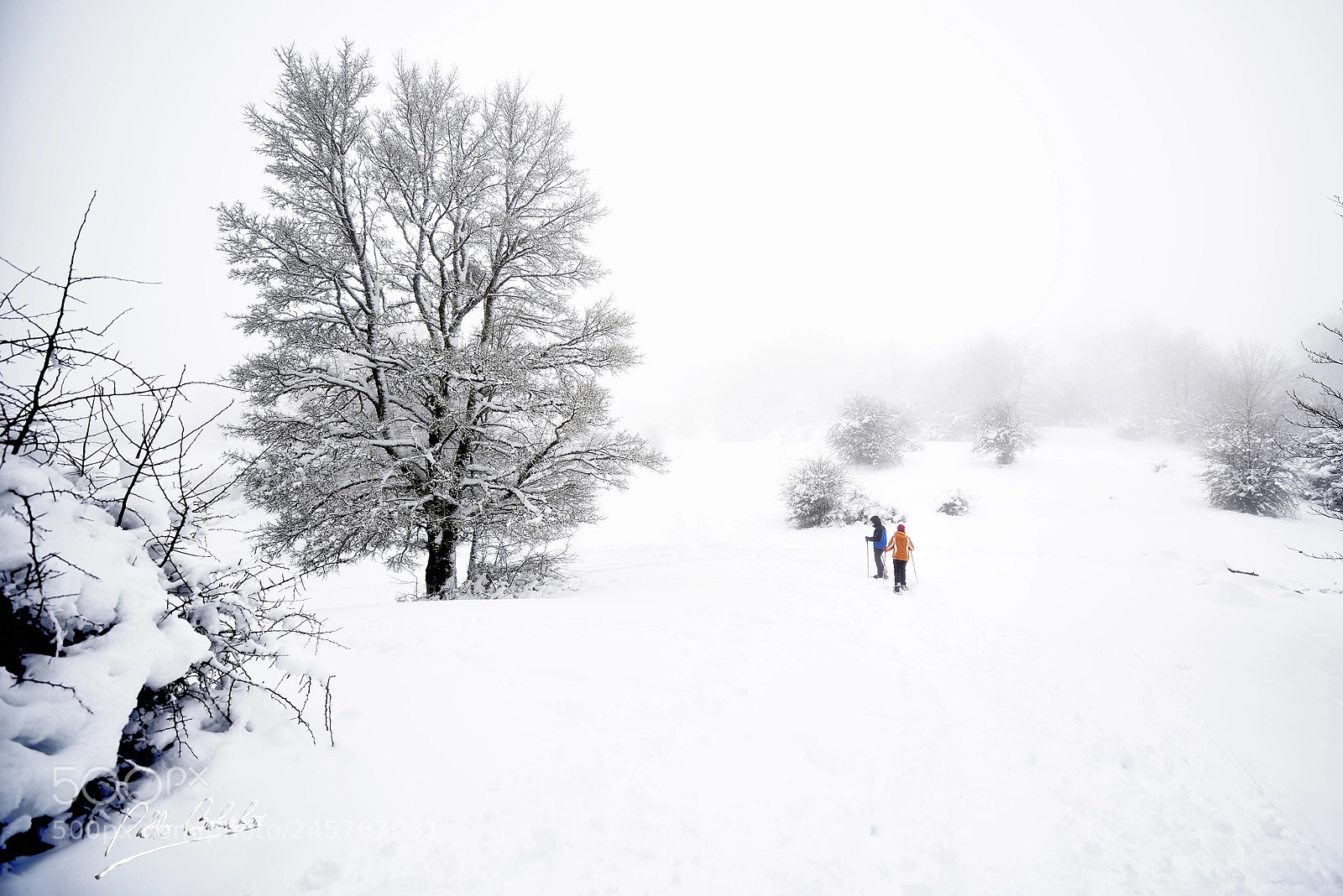 Nikon D810 sample photo. Snow racket photography