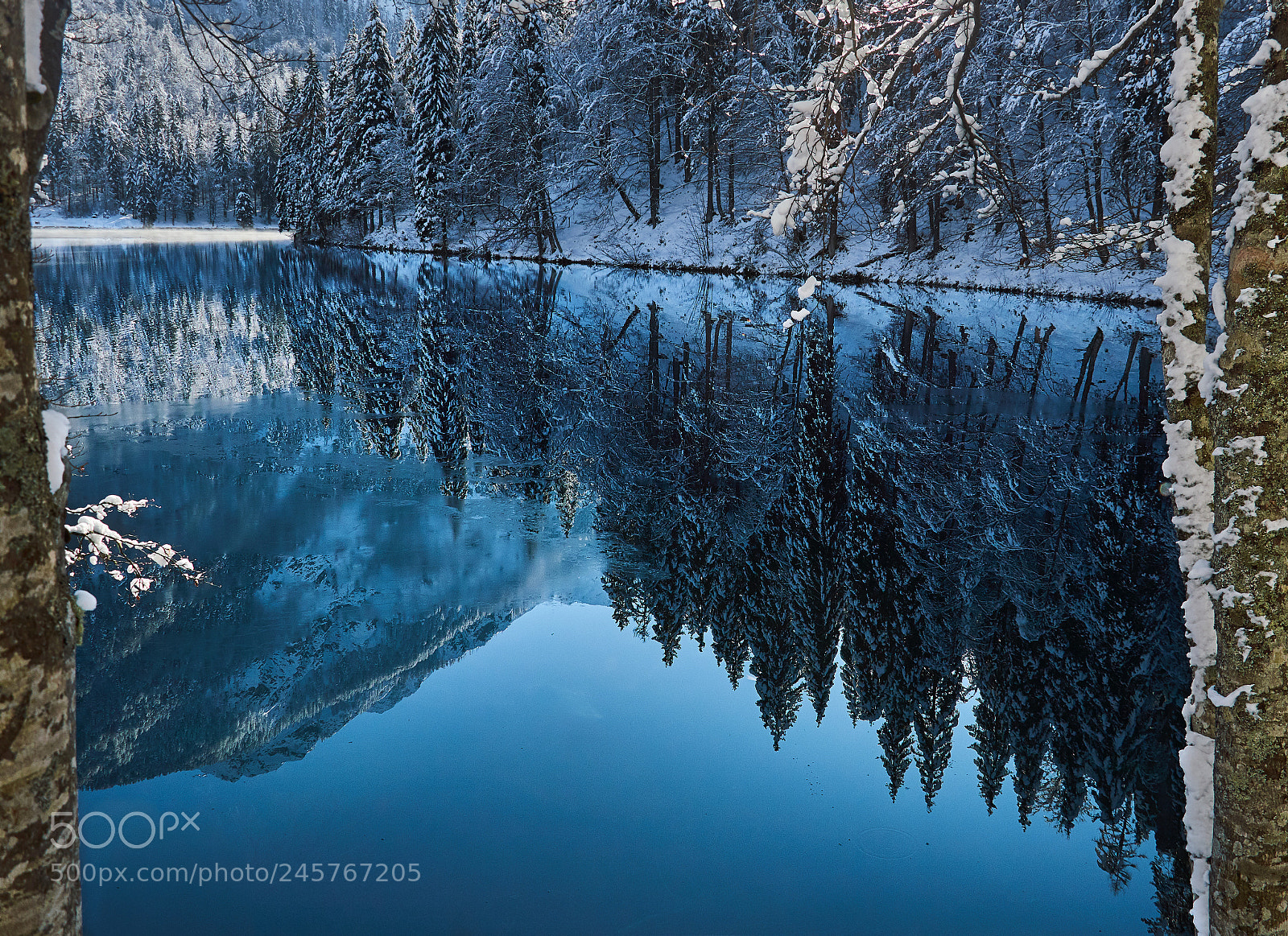 Nikon D3200 sample photo. Deep blue winter forest photography