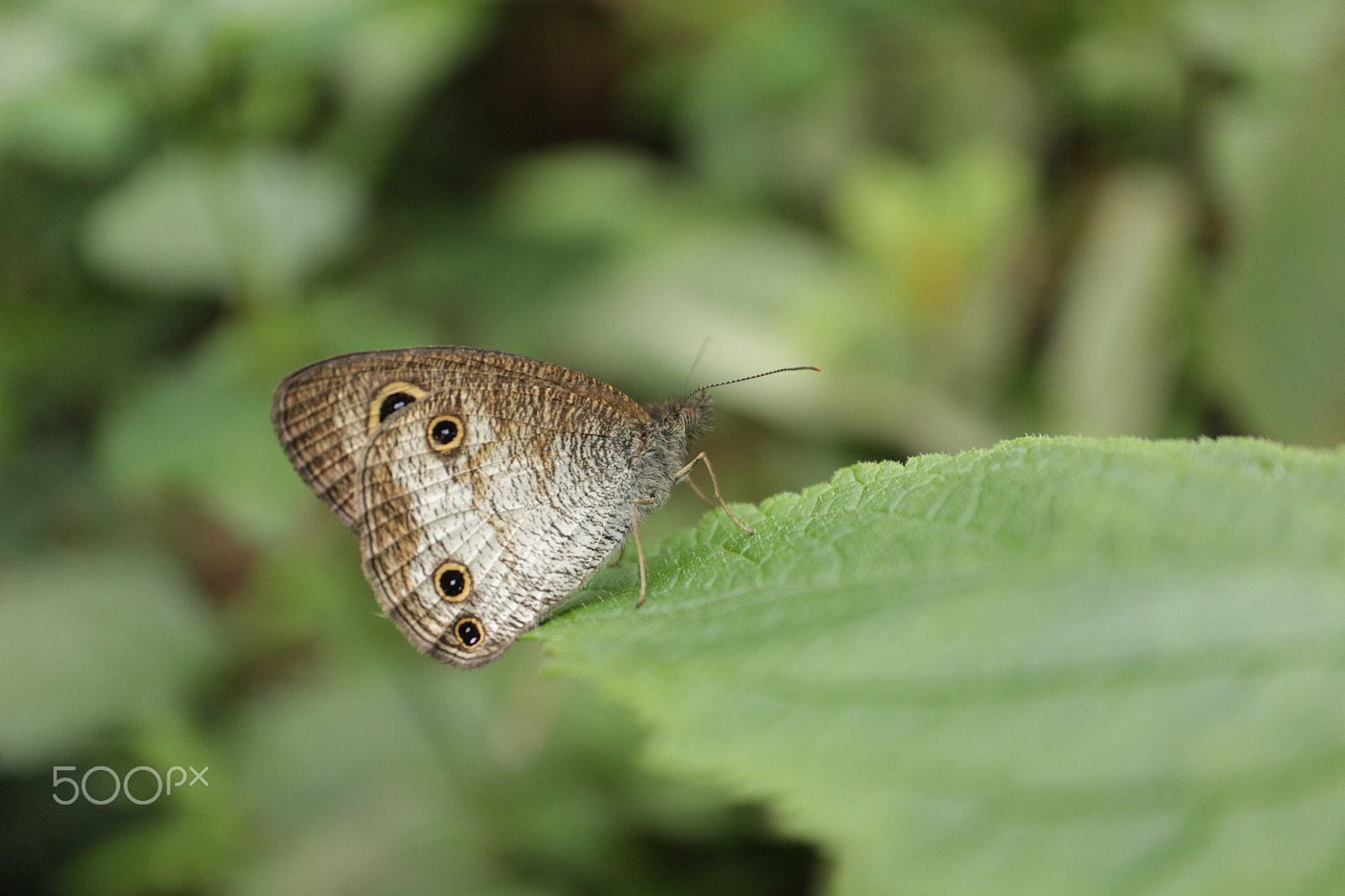 Canon EF-M 28mm F3.5 Macro IS STM sample photo. Those eyes photography