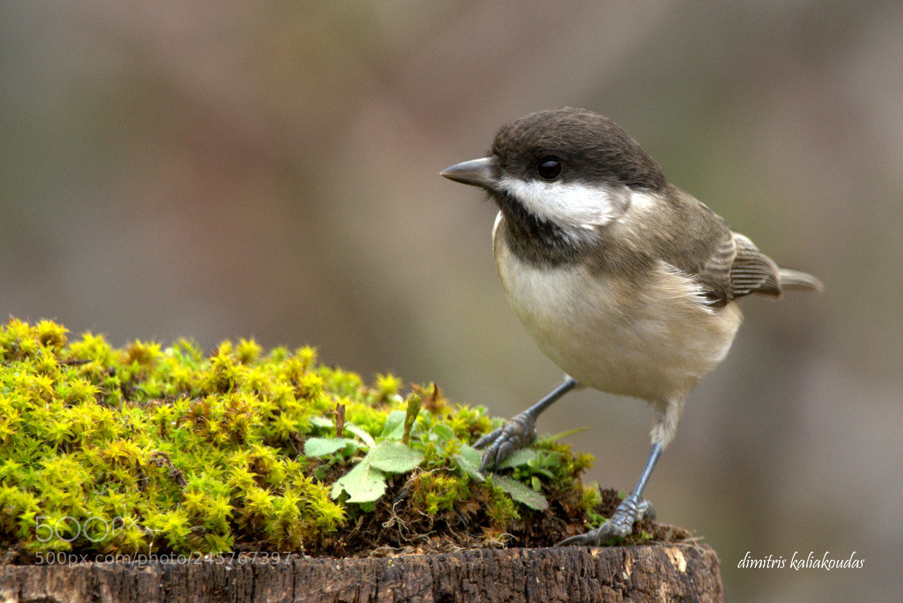 Nikon D7100 sample photo. Parus lugubris. photography