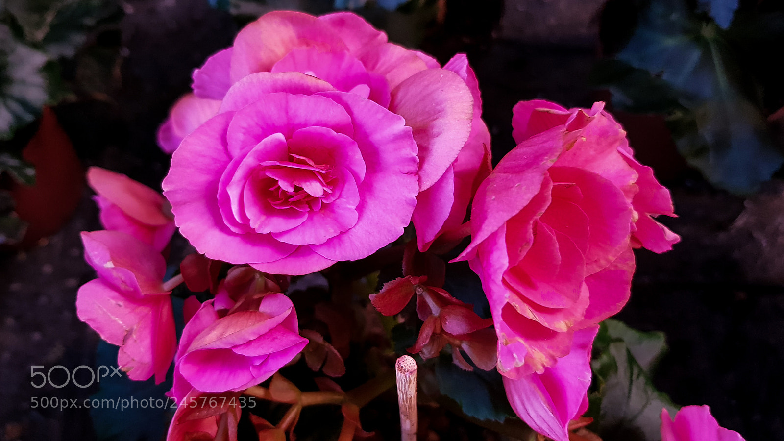 Samsung Galaxy S8 sample photo. A begonia in the photography