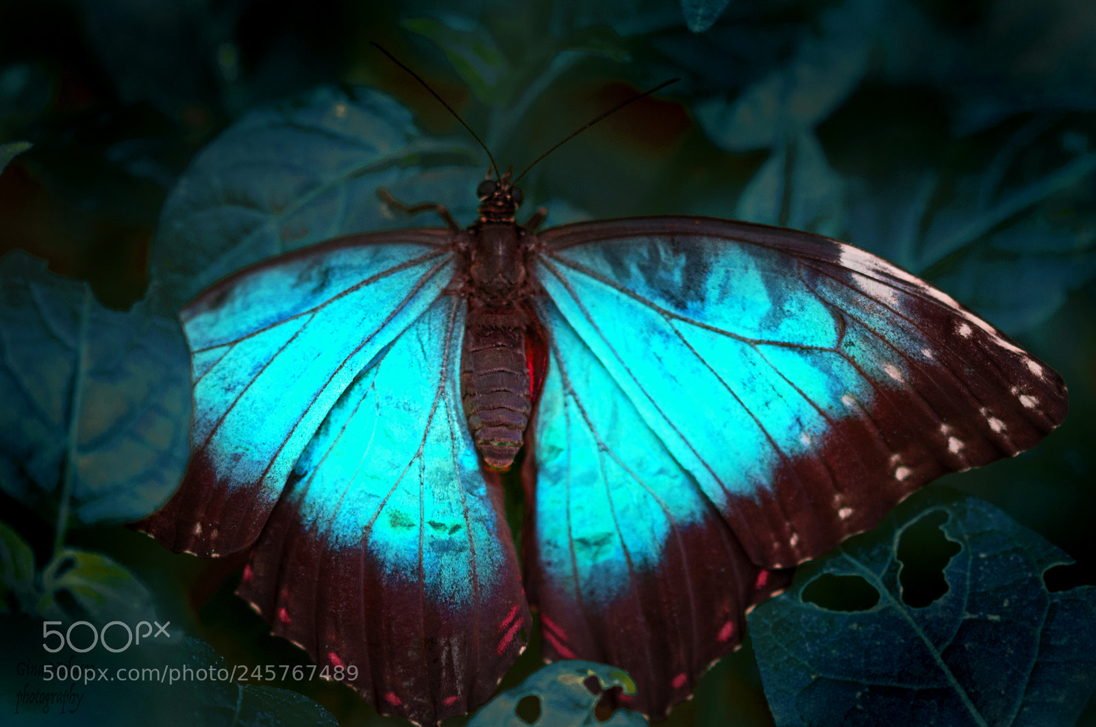 Nikon D5500 sample photo. Blue morpho butterfly photography