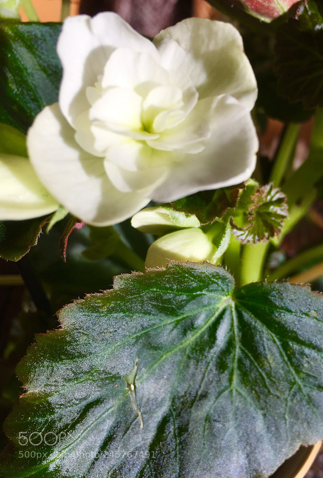 Apple iPhone SE sample photo. Beatifull flower photography