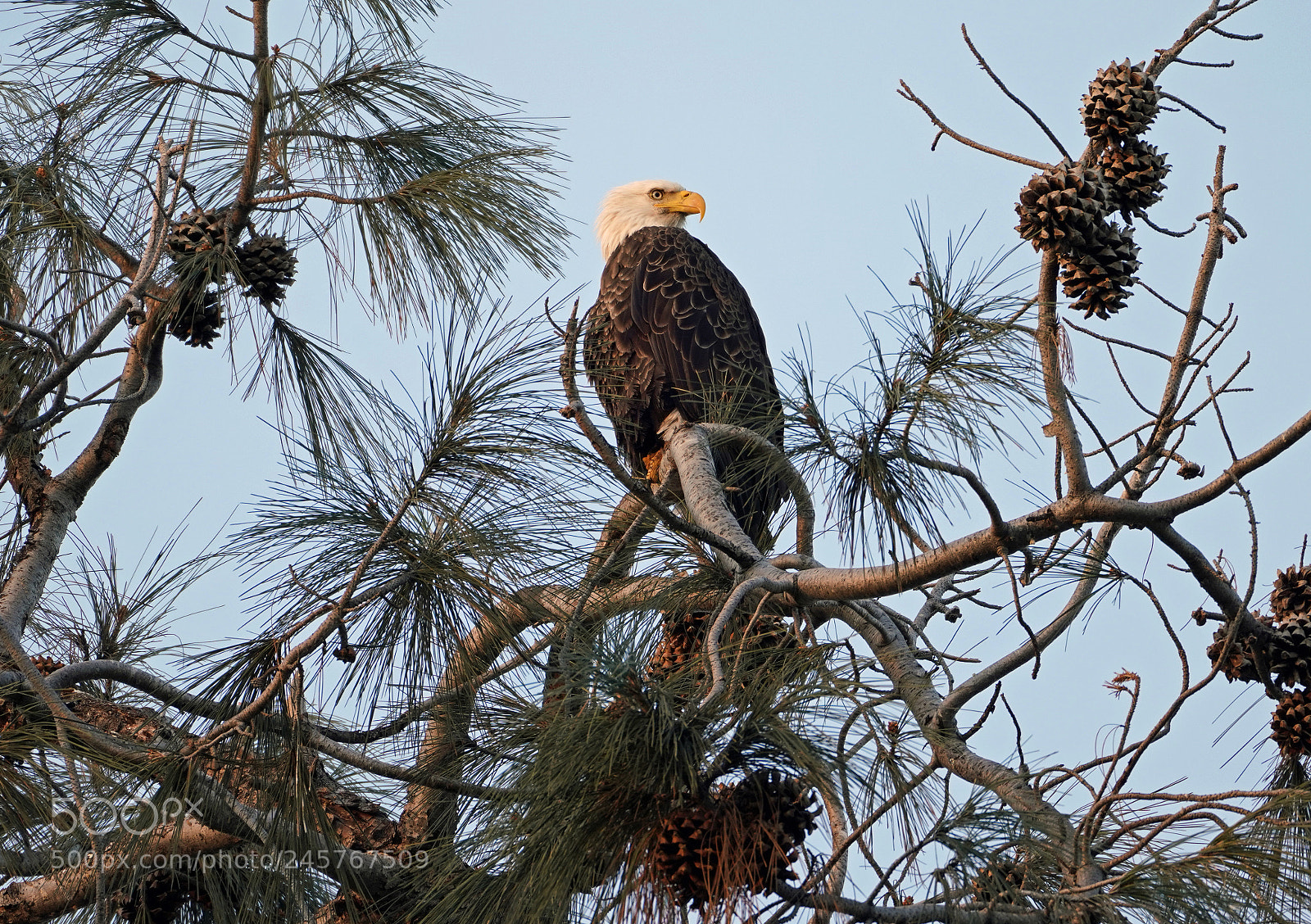 Sony a7R III sample photo. Bald eagle morning photography