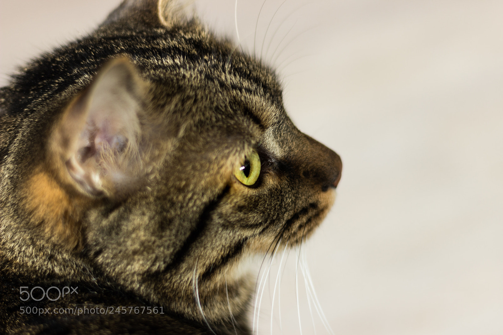 Canon EOS 600D (Rebel EOS T3i / EOS Kiss X5) sample photo. L'amour dans le regard photography
