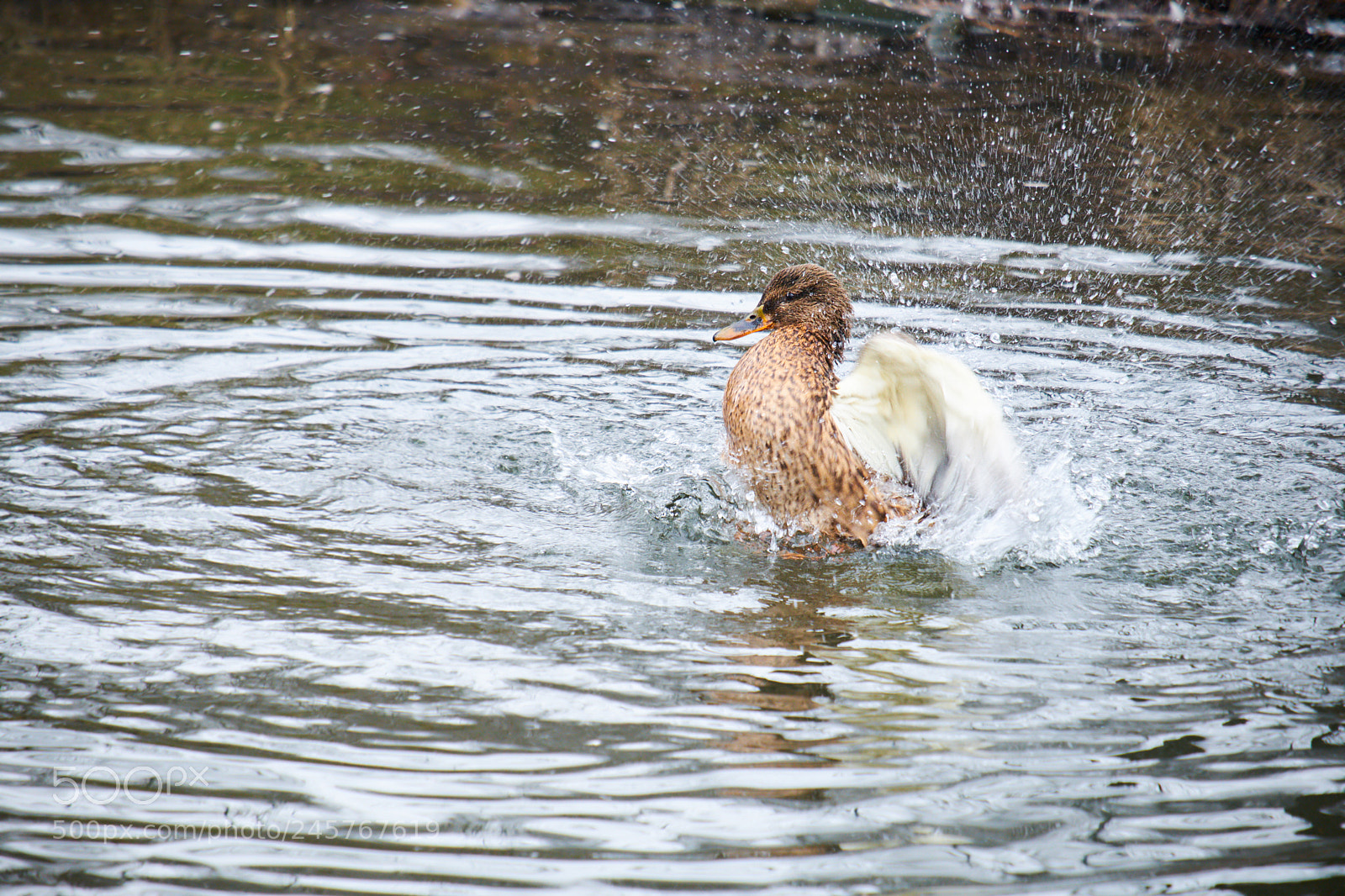 Fujifilm X-T20 sample photo. Splashing the water photography