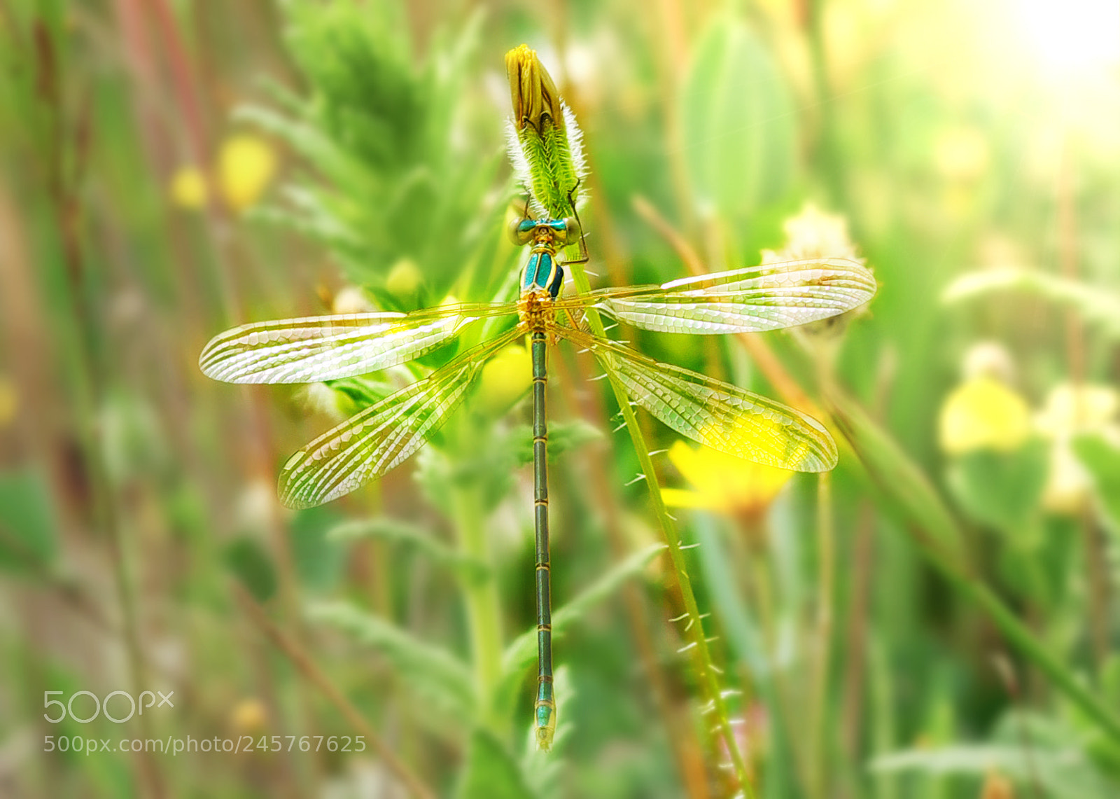 Fujifilm X-M1 sample photo. Shy emerald damselfly photography