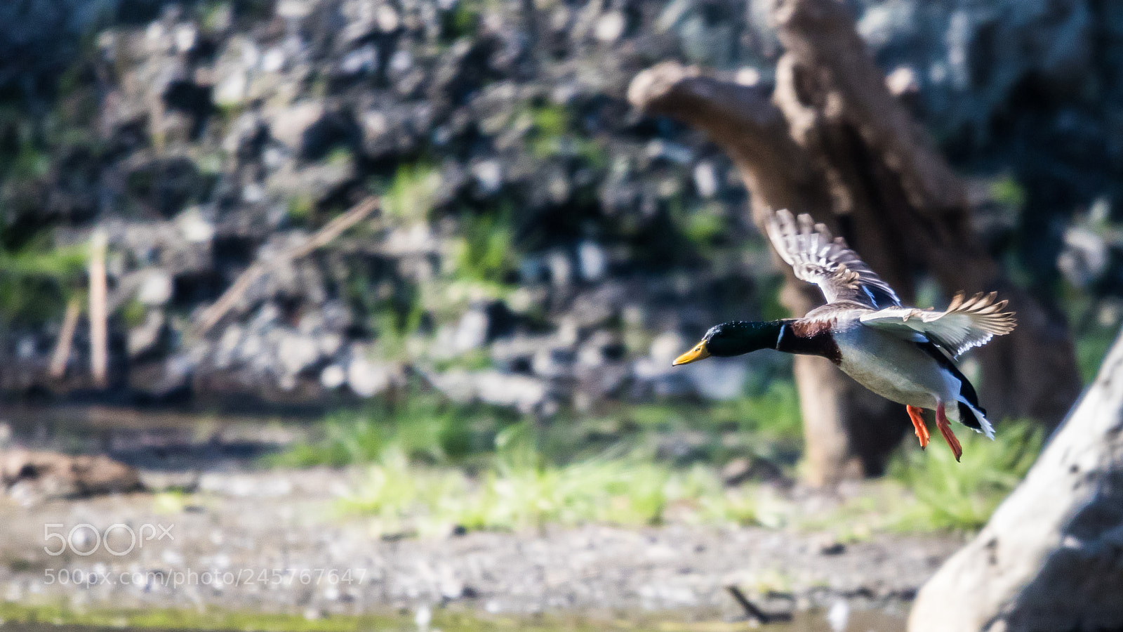 Canon EOS 750D (EOS Rebel T6i / EOS Kiss X8i) sample photo. Mallard in flight photography