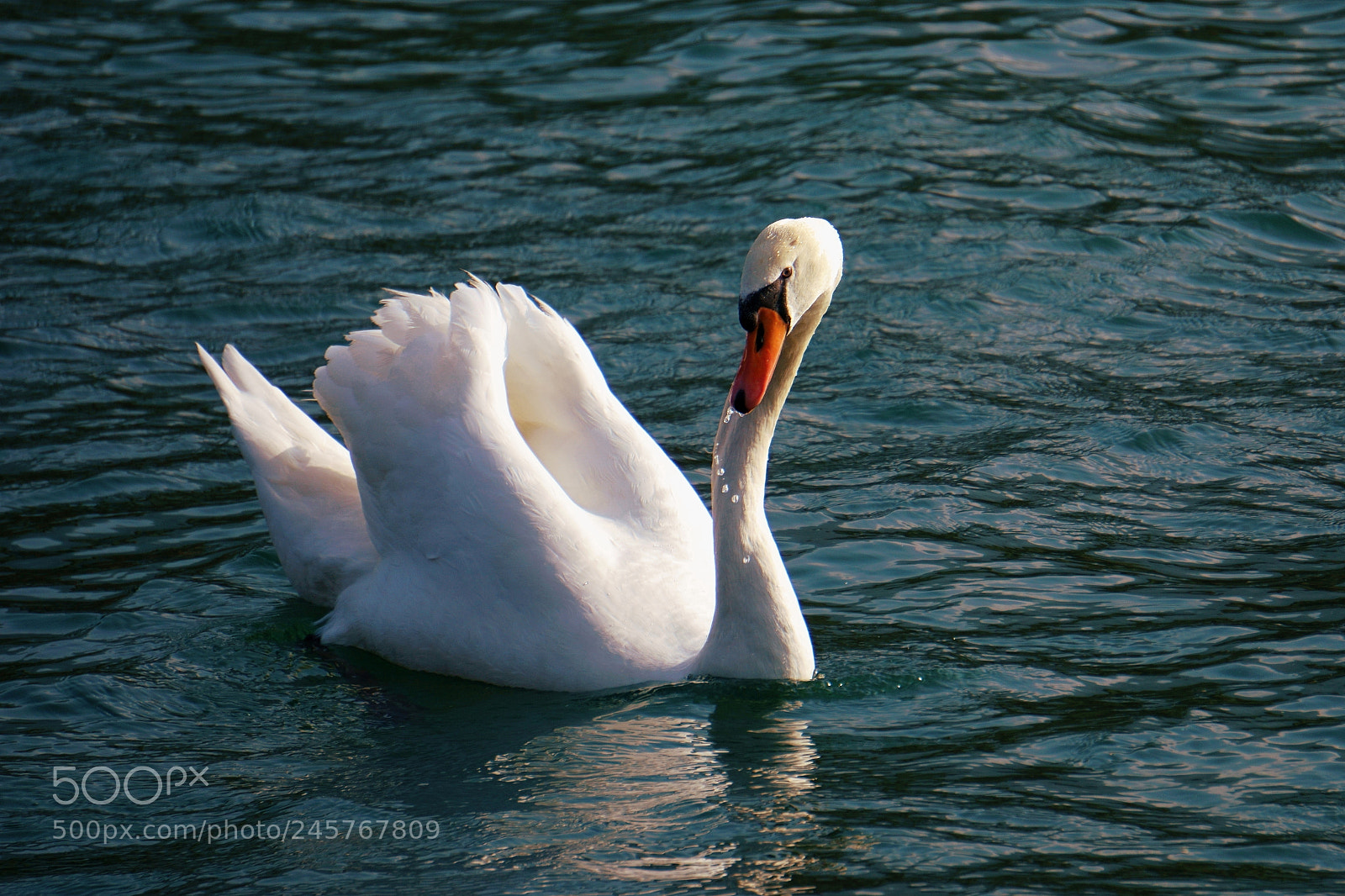 Sony E 55-210mm F4.5-6.3 OSS sample photo. White swan photography